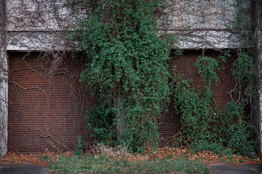 The gate of the abandoned building was clad in creeping vines.
