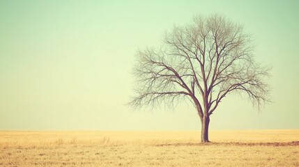 Fototapeta premium Solitary Tree in a Pale Yellow Field under a Pastel Sky