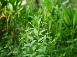 close up of green plant shoots in the forest