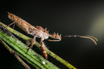 Assassin bug standing on a green stem in nature