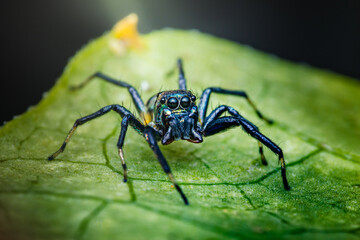 Metallic jumping spider standing on green leaf