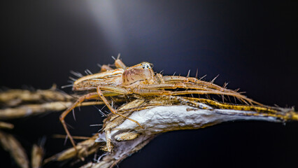 Lynx spider standing on dry plant with dark background