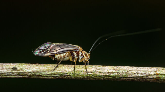 Barkfly walking on a twig in the forest