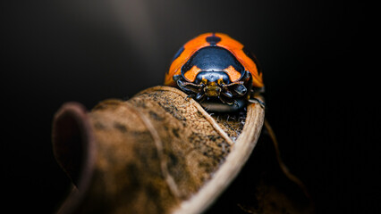 Orange ladybug exploring dry leaf in macro photography