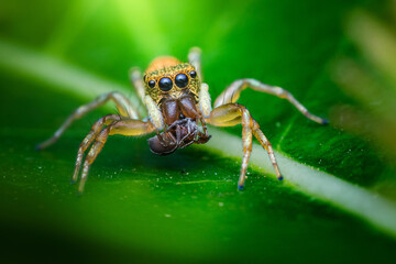 Jumping spider eating an ant on a green leaf