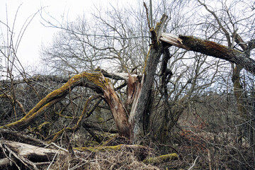 A tree has fallen and is laying on the ground