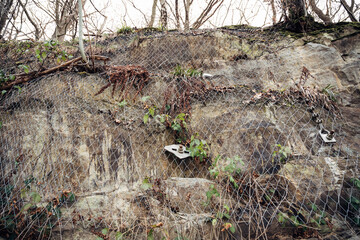 A rock covered in vines and weeds