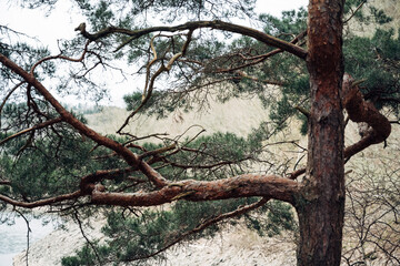 A tree with a brown trunk and green leaves