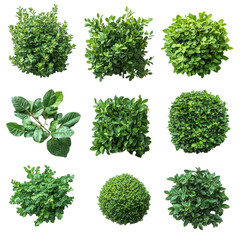 Lush Garden Bushes PNG lush garden bushes PNG green garden bushes PNG flowering bushes PNG decorative garden plants PNG isolated transparent background image