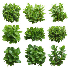 Lush Garden Bushes PNG flowering garden bushes PNG vibrant green bushes PNG lush plants PNG colorful garden bushes PNG isolated transparent background image