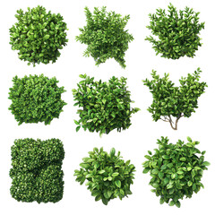 Lush Garden Bushes PNG lush bushes PNG green garden plants PNG colorful garden bushes PNG flowering garden shrubs PNG isolated transparent background image