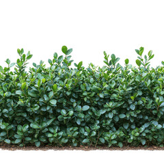 Lush Garden Bushes PNG lush garden bushes PNG green garden bushes PNG flowering bushes PNG decorative garden plants PNG isolated transparent background image