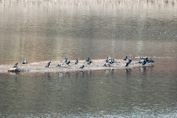 A group of birds are sitting on a rock in the water