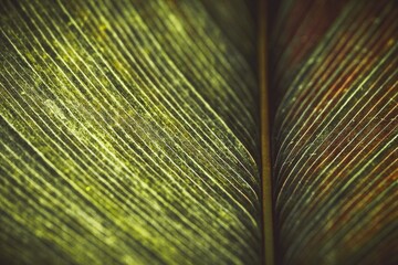 Close up detail palm leaf pattern nature background.