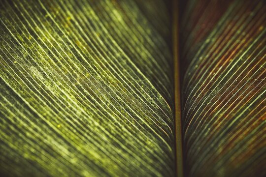 Close up detail palm leaf pattern nature background.