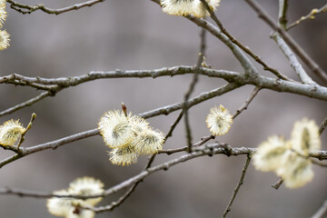 A tree branch with white flowers on it