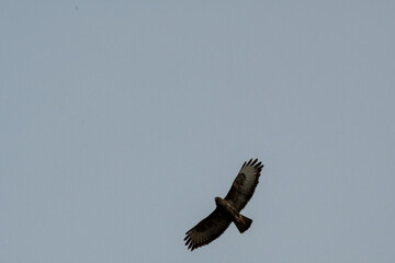 A bird is flying in the sky