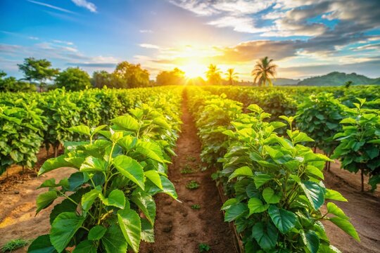 Lush Mulberry Fields: Sericulture Farming in Mysore, Karnataka, India
