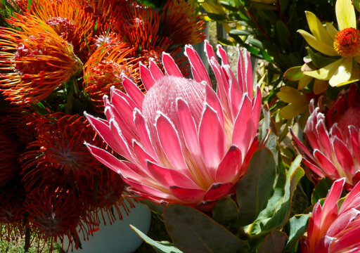 Beautiful Protea