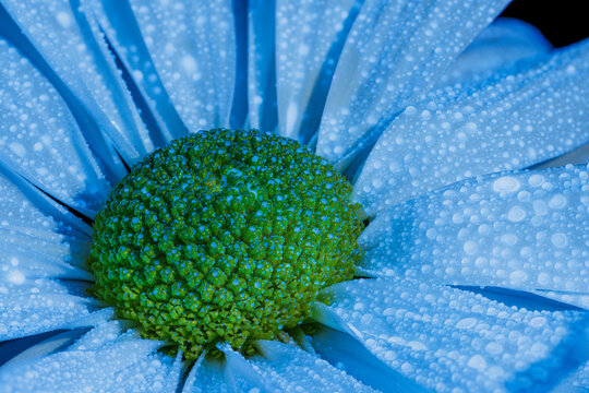 Daisy