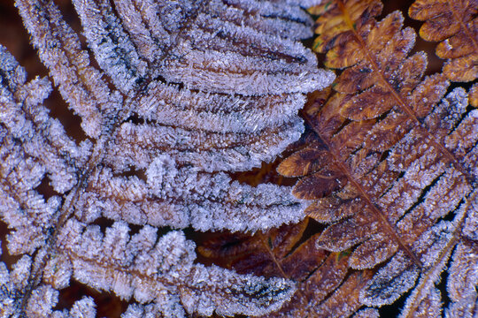 autumn frost fern leaves, closeup detailed macro photograph film