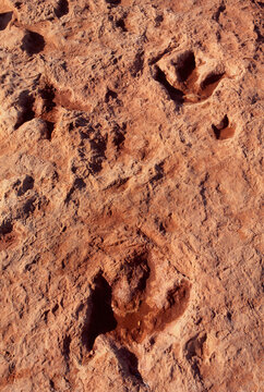 Dinosaur tracks footprints red sandstone Moenkopi Wash Arizona 