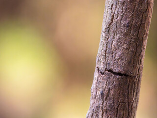 春の森 木の枝がひび割れているアップ