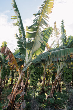 Close Up of Bananas Growing on Tree