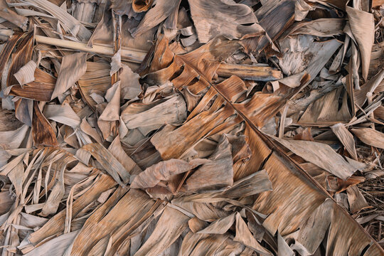 Dry Brown Leaves on the Ground