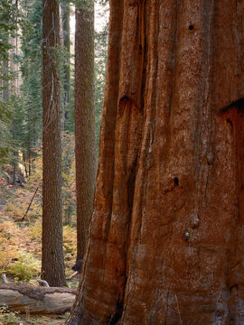 sequoia trees in Yosemite National Park