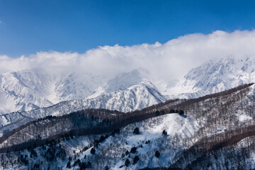 Snow covered forest with steep, jagged mountains behind. Alpine scenery