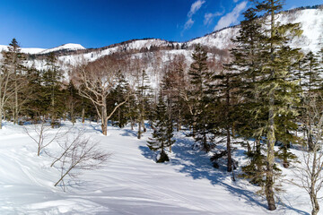 Snow covered forest with mountain background with blue sky and sun