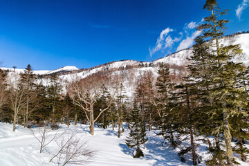 Snow covered forest and alpine scenery on a bright sunny day in Nagano, Japan