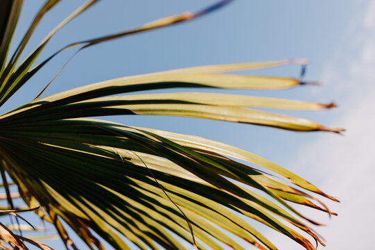 Palm leafs
