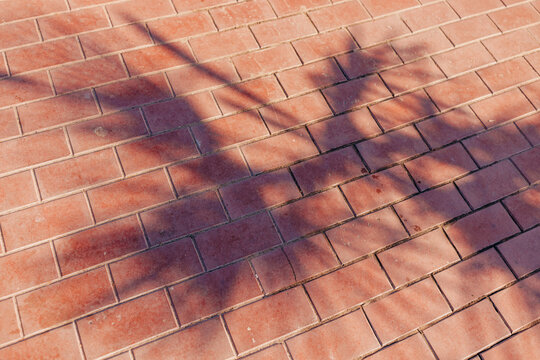 Shadows of the Palm leafs