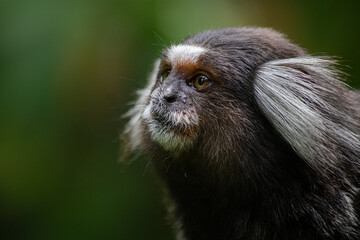 Cute white-tufted common marmoset monkey with a green background in Pão de Açúcar, Rio de Janeiro, Brazil (Callithrix jacchus)