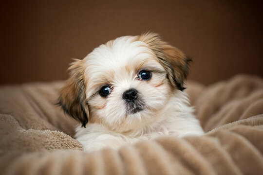 An innocent and adorable little puppy in a warm and cozy blanket.