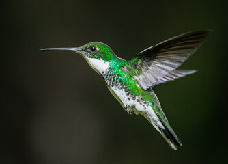 Fototapeta premium White-throated hummingbird flying in Buenos Aires, Argentina (Leucochloris albicolis)