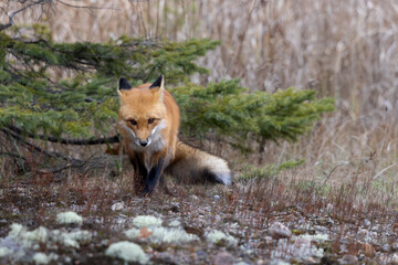 Lovely red fox Vulpus vulpus on the move in Algonquin Provincial Park Ontario Canada