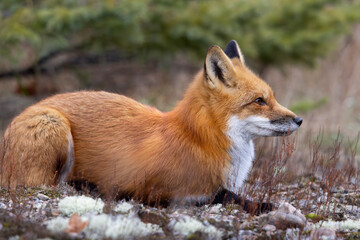 Beautiful red fox Vulpus vulpus resting on moss and lichen in Algonquin Provincial Park Ontario Canada