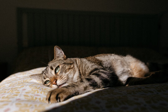 Tabby cat stretching on a bed