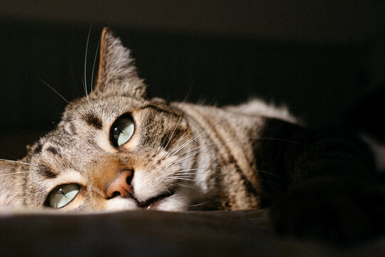 Close-up of a cat in warm light - Powered by Adobe