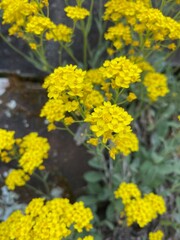 Basket of gold (Aurinia saxatilis) yellow flowers