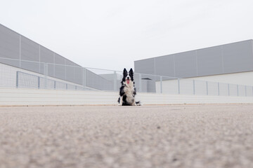 Border Collie Sitting in an Urban Environment"