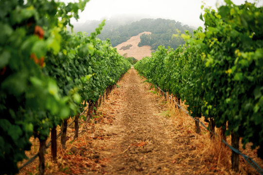 Vineyard