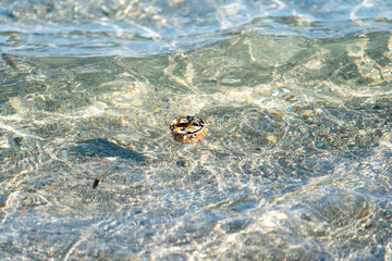 海岸に漂着したプラスチックゴミ　小笠原　東京都