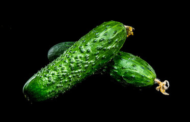 Fresh Cucumbers with Dew Drops on Black Background