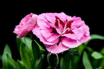 Pink Carnation with Dew Drops on Black Background