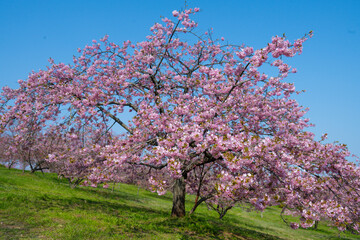静豊園の河津桜