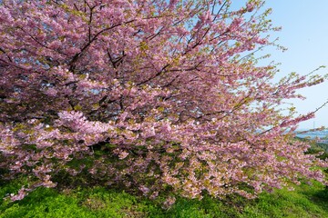 静豊園の河津桜